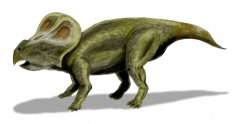 † Protoceratops andrewsi(vor etwa 86,3 bis 72 Millionen Jahren)